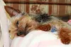 Dicas de nomes para cachorro pequeno: que tal apostar em um apelido, como Anaju ou Cadu?