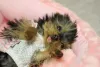 Nome para cachorro pequeno pode ser igual a raça: fofinho, pequeno e lindo!