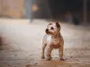 Nome de cachorro pequeno pode ser minimalista: Eve, Luz, Tom e Oto estão entre as várias opções de nome