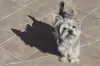 Nomes para cachorro pequeno, como Zoé ou Max, estão na moda e são fáceis de assimilar.