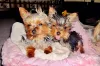 Nomes para cachorro yorkshire curtinhos e fáceis: Luma, Sia, Zé, Téo e muitos outros!