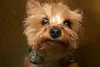 Nomes para cachorras pequenas em homenagem a grandes mulheres: Greta, Cleópatra, Malala e Marylin