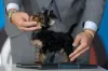 Nome em miniatura para uma miniatura: nomes para cachorro pequeno pode homenagear sua altura