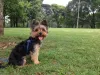 Nome para cachorra pequena super afetuosa: Bia, Mia, Céu e Ada.