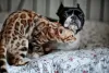 Ser carinhoso não é exclusividade do cachorro, gato também sabe dar amor!