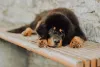 O cachorro mais caro do mundo é teimoso, mas também muito inteligente!