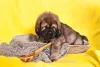 O fihote do cachorro Mastim Tibetano tem um crescimento super acelerado