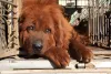 O cachorro mais caro do mundo precisa de espaço para viver e muitos estímulos físicos e mentais