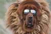 Um Mastim Tibetano chega a custar 1 milhão de reais