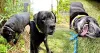 Wakko, do João Neto, são duas raças de cachorro misturadas: Labrador e Cane Corso