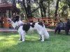 Mistura de raças: cachorrinho Théo, da Beatriz Santos, é um Border Collie de patas curtas