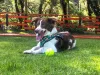 Mistura de raças: cachorrinho Théo, da Beatriz Santos, é um Border Collie de patas curtas