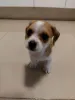 Mistura de raças de cachorro filhote, o Bidu, do Guilherme Kuhn casa o Shih Tzu com Dachshund