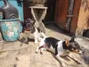 Mistura de raças de cachorro Pinscher: Haroldo (sentado) e Fuleco (deitado)