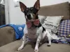 Fuleco é uma mistura de raça de cachorro que ama limpeza