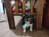 Haroldo é irmão do Fuleco e outra mistura de raça de cachorro, mas curte rolar na sujeira!
