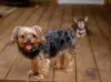 Yorkiepoo: Essa mistura de raças de cachorro é uma graça!