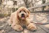 Labradoodle: Essa é uma famosa mistura de raças de cachorro