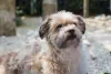 Shorkie: Duas lindas raças de cachorro diferente misturadas