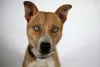 Pitsky: Essa rara mistura de raça de cachorro resulta em um belo cão