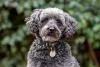 Schnoodle: Essa mistura de raça de raça de cachorro também é outra raridade