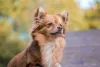 Pomchi: Raças de cachorro diferentes misturadas, dois pequeninos