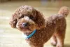 Cachorro Poodle, além de fofo, é um dos mais inteligentes