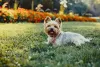 O cachorro Yorkshire é pequeno, peludo e um ótimo companheiro