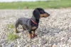 Dachshund: o cachorro salsicha é um dos mais amados em todo o mundo