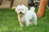Maltês: raça de cachorro tem pelos bem branquinhos
