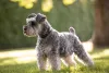 Schnauzer: preço do cachorro depende do porte
