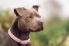 O American Pitbull tem tudo para ser um cão dócil