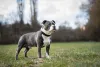 Staffordshire Bull Terrier: cachorro tem uma afinidade e tanta com crianças