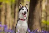 Husky Siberiano: cachorro impressiona com sua beleza