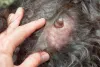 Tumor em cachorro: a primeira fase da doença tem um pequeno caroço