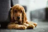 O Cocker Spaniel é um cãozinho dócil e amoroso