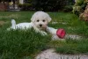 O Bichon Frisé é uma raça felpuda e pequena