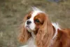 O Cavalier King Charles Spaniel é um amigo para todas as horas