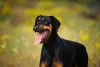 O cachorro Doberman é um excelente cão de guarda