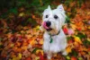 West Highland White Terrier: cachorro é extrovertido e cheio de energia