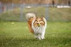 Pastor-de-shetland: cachorro é inteligente e ótimo para pastoreio