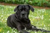 Cane Corso: gigante é a palavra que melhor define a raça italiana