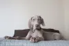 Weimaraner: cachorro tem uma aparência exótica encantadora