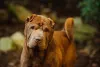 Shar-pei: raça de cachorro possui muitas dobrinhas