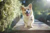 Corgi: o cachorro da rainha se popularizou