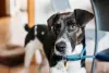 Cachorro para apartamento pequeno: vira-lata se adapta a qualquer lugar