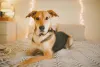 Cachorro vira-lata grande requer passeios diários