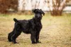 Schnauzer gigante é um cachorro para apartamento com muita energia