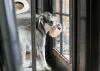 Além de cão de companhia, o Schnauzer é um ótimo vigilante