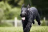 Cachorro para casa ou apartamento: Schnauzer deve ser estimulado sempre